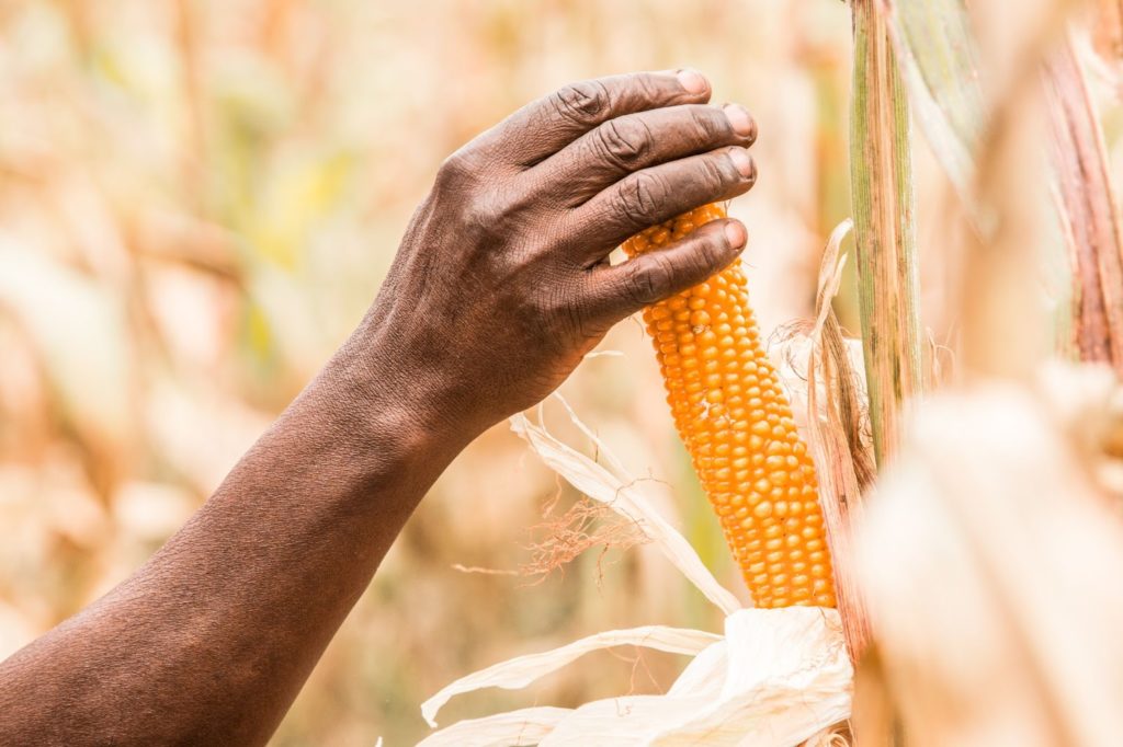 corn in mexico